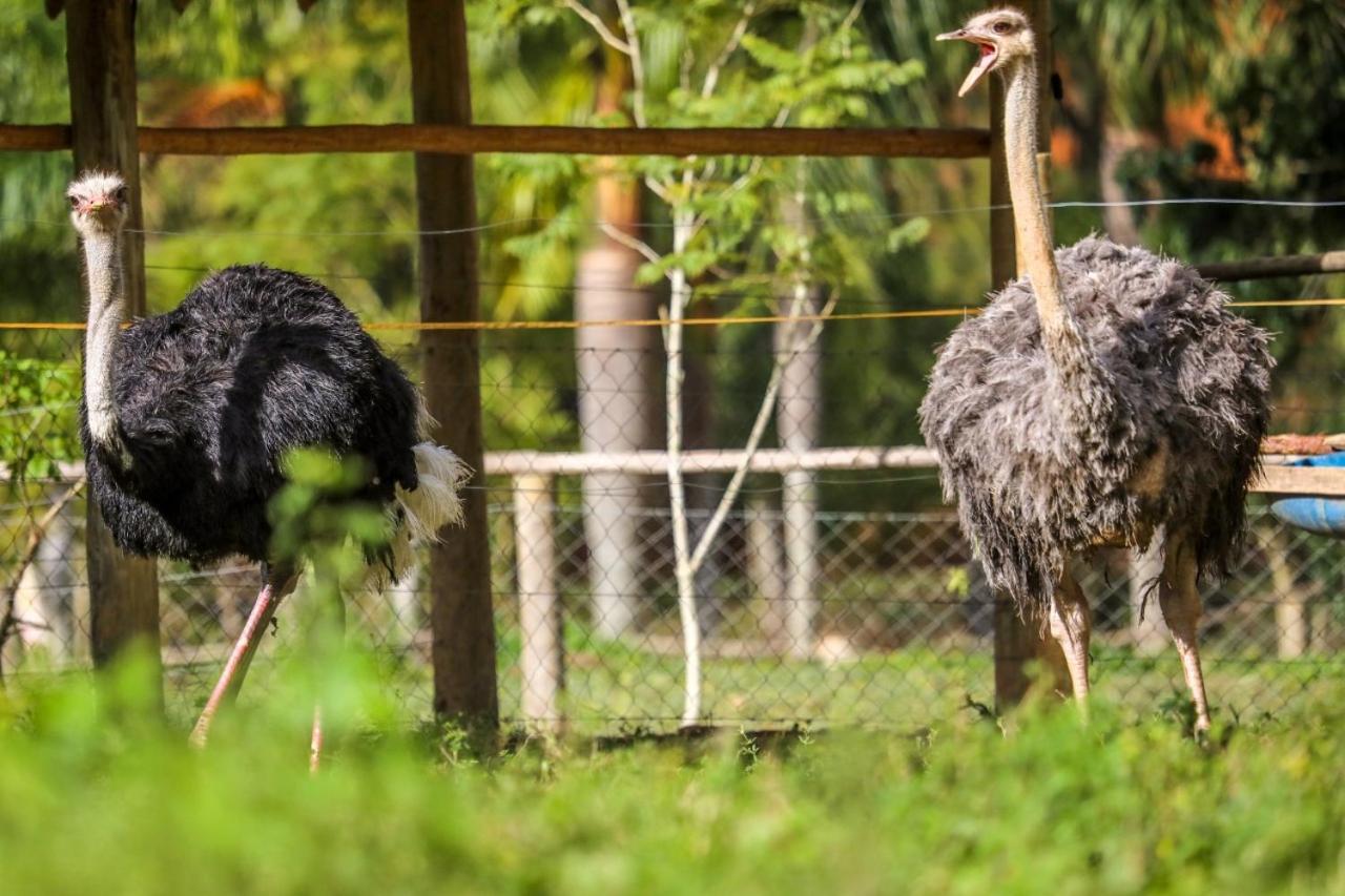 Fazenda Gamela Eco Resort Cantagalo  ภายนอก รูปภาพ